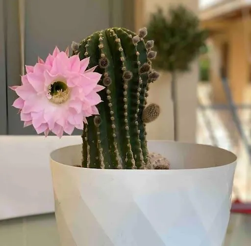 Luxury Cozy In The Center شقة